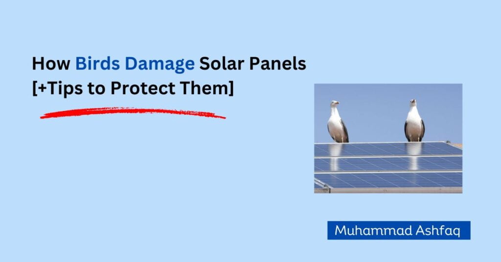 how birds damage solar panels